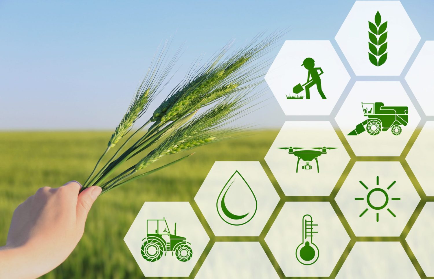 rendements-agricoles-scaled